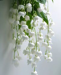 -小梨·OndaPro·专业脱毛连锁机构