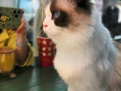 -喵喵咪呀布偶猫咖(春熙路店)