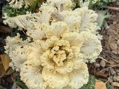 -南宫五洲植物乐园