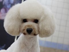 美容师修剪贵宾泰迪日系造型高位耳-诺比宠物医院心脏内科·泌尿肾内外科·骨科急重症
