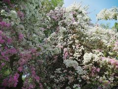 -深圳国际园林花卉博览园