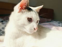 -喜洋洋宠物医院(震川路总店)