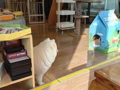 -MOYOYO猫咪咖啡店