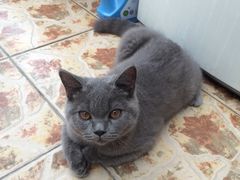 -Bastet sally猫舍购宠(静安店)