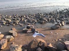 -深圳湾公园(南山区)