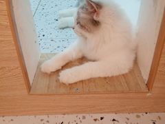 -猫域·湾主题猫咖·宠物吧(南坪城市广场店)