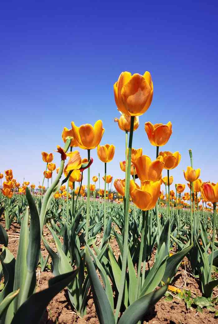 双街花卉博览园-"去的时候好多大巴车在门口,都是老年团,门.