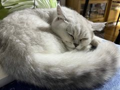 -宠爱国际动物医院·消化内科·心肾内科·ISFM猫友好(望京店)