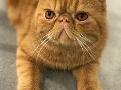 -飞行喵MR PILOT|猫舍·猫咖(静安大融城店)