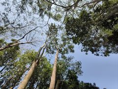 -中国科学院西双版纳热带植物园