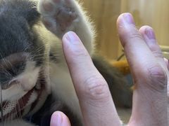 -喵zoo家庭繁育猫舍(尖东智能花园店)