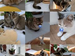 -COLOR PETS 撸猫馆·购猫·猫咖(长风大悦城店)