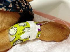 -伟伟宠物医院·CT影像中心·瑞派犬猫综合性门诊(汉口总院)