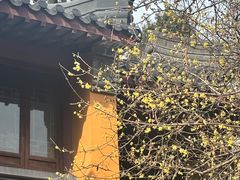 -灵谷景区
