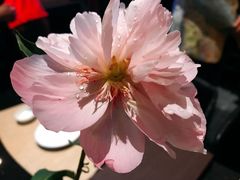 -月下料理(楷林IFC店)