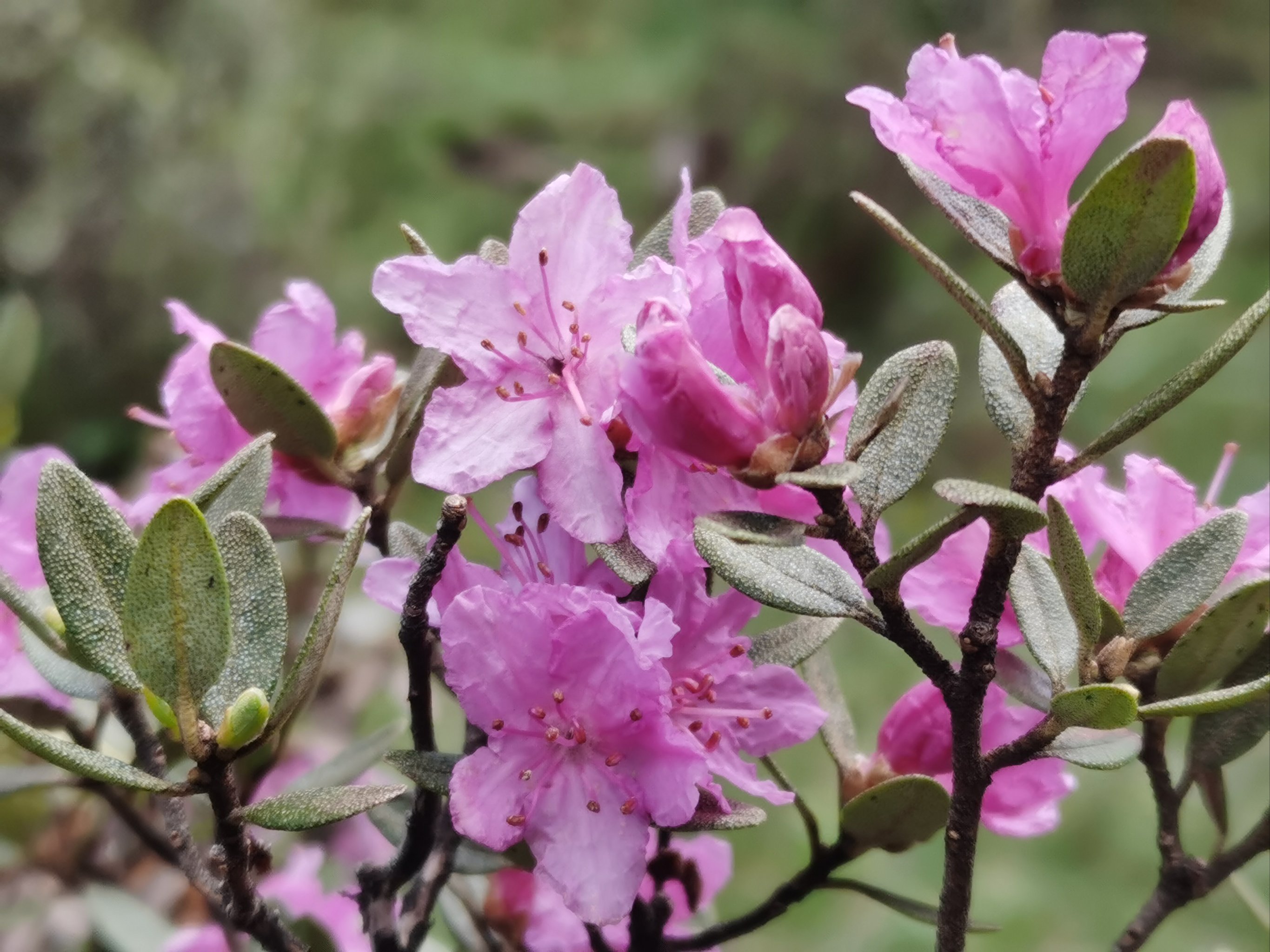 杜鹃花真实图片图片