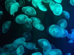 -新加坡海洋生态馆