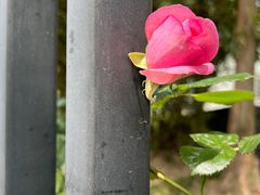 -上海市平和双语学校