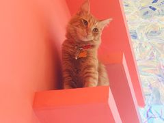 -藏猫猫咖啡主题馆(中央大道店)