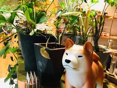 -柴务处·柴犬主题狗咖