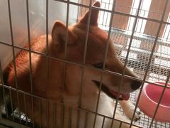 -柴犬高等学院·狗咖·柴犬售卖·宠物训练