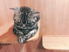 -藦茜花园宠物主题亲子互动体验馆(国顺东路店)