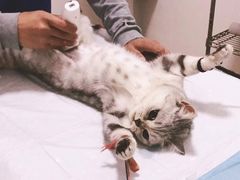 -灵美宠物诊所