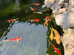 -鲤院·新中式美学·庭院餐厅(夫子庙店)
