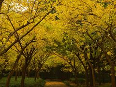 -上海共青森林公园