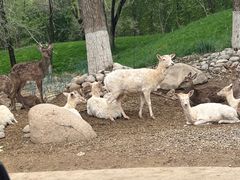 -北京野生动物园