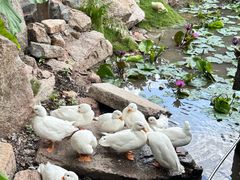 -深圳国际园林花卉博览园