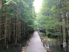 -桤木河湿地公园