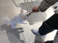 -怪兽屋·羊驼·猫咖·狗咖(俊华广场店)