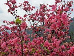 -木兰云雾山