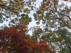 -重庆彩云湖湿地公园