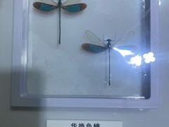 -上海昆虫博物馆