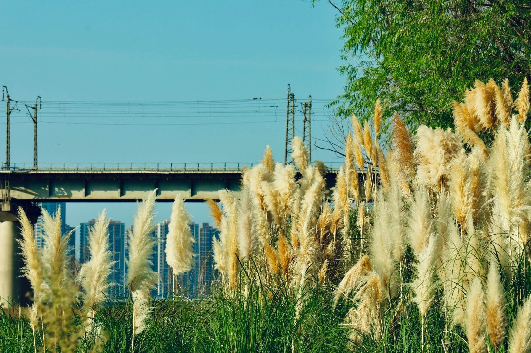 西安芦苇荡图片