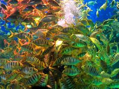 -芜湖新华联大白鲸海洋公园