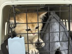 -派特宠物医院(圆融广场店)