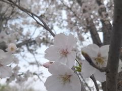 -天王浮山樱花园