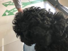 -爱侣宠医·鹦鹉专科·小型哺乳类·异宠专科(灵石路店)