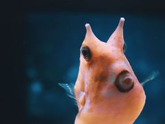 -左海海底世界