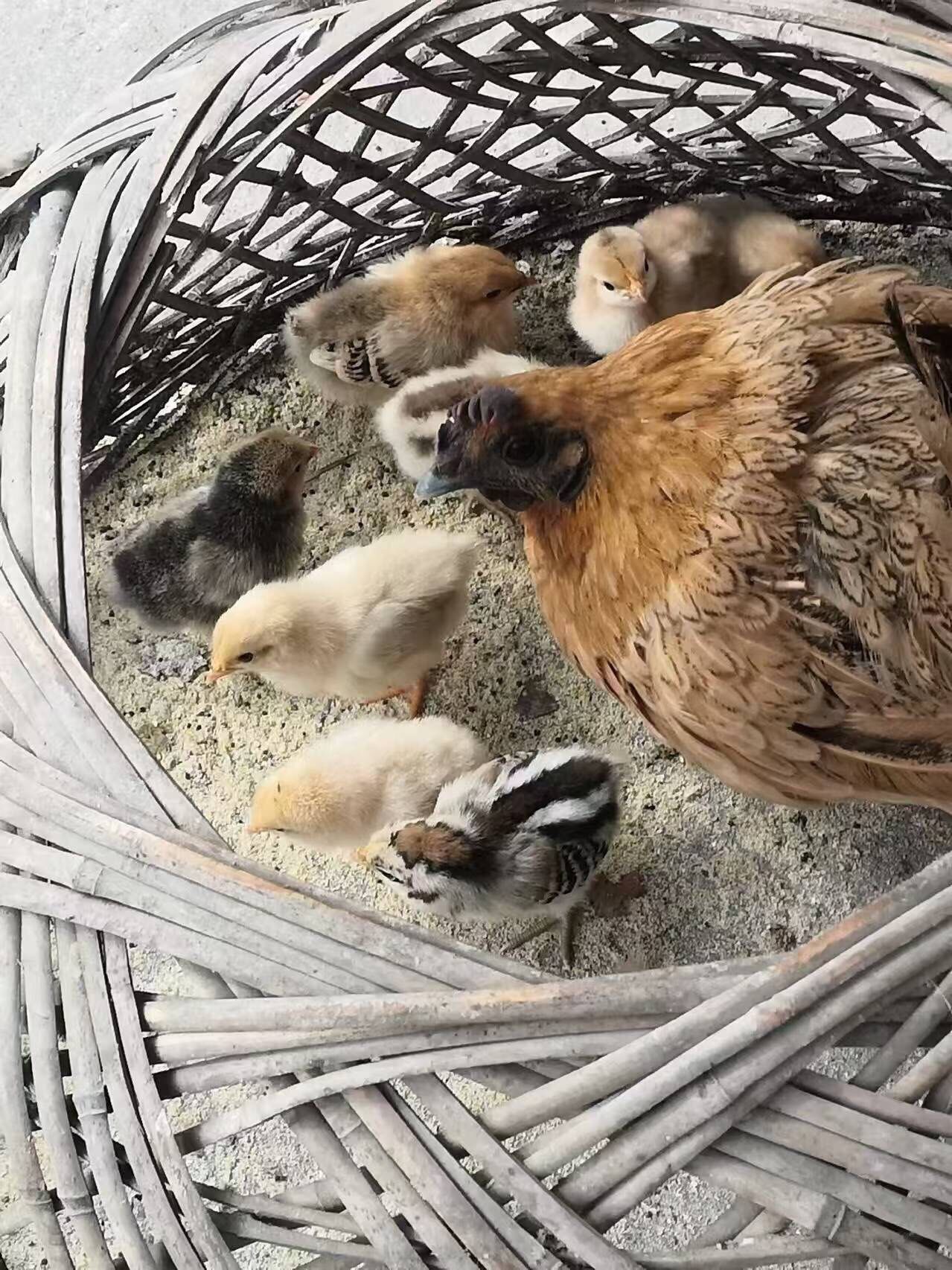 抱窝得小鸡仔,真的好可爱