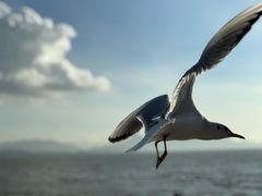 -深圳湾公园(南山区)