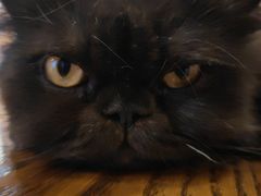 -猫的茶·猫咖