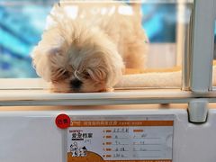 -翊宠yipet猫狗购宠庄园犬舍•猫舍