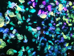 -珠海长隆海洋王国