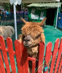 -萌宠亲子动物乐园(槐房万达店)