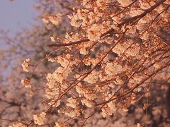 -玛格萝妮比萨屋(四平店)
