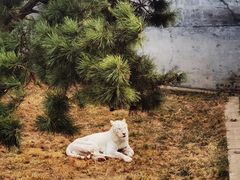 -西霞口神雕山野生动物世界